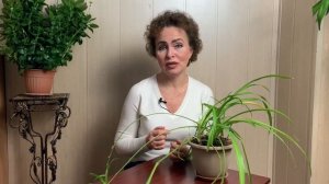 ХЛОРОФИТУМ желтеют листья.