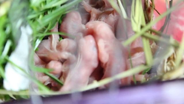 Деткам сирийского хомяка Чернухи 1 день смотреть онлайн