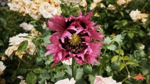 Часовня Покаяния (Людовик XVI и Мария-Антуанетта)