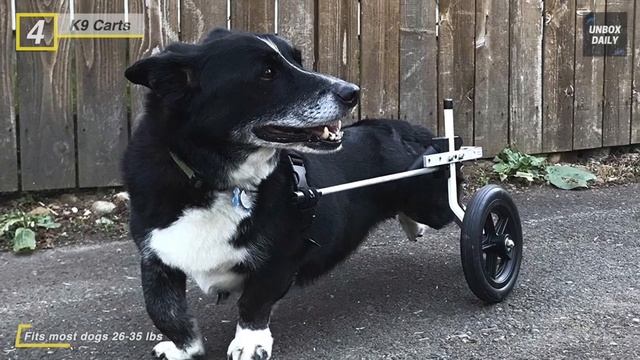Best Dog Wheelchair Of 2020 [Top 6 Picks]