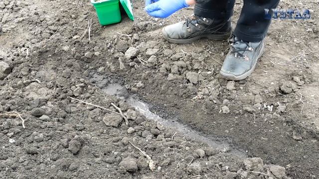 Как посеять и вырастить укроп укроп на грядке сажаем укроп огород сад розарий цветник смотреть онлайн