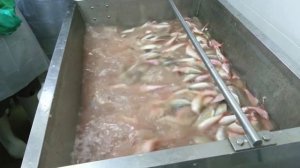 Surimi Processing (Fish Paste) part 1