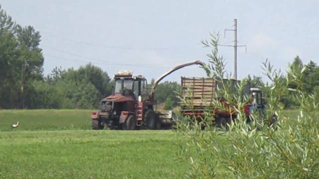 АИСТЫ НА УБОРКЕ УРОЖАЯ. STORKS ON THE HARVEST. смотреть онлайн