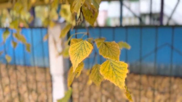 КИНЕМАТОГРАФИЧЕСКИЙ РЕЖИМ IPHONE 13 - КАК ОН РАБОТАЕТ? смотреть онлайн