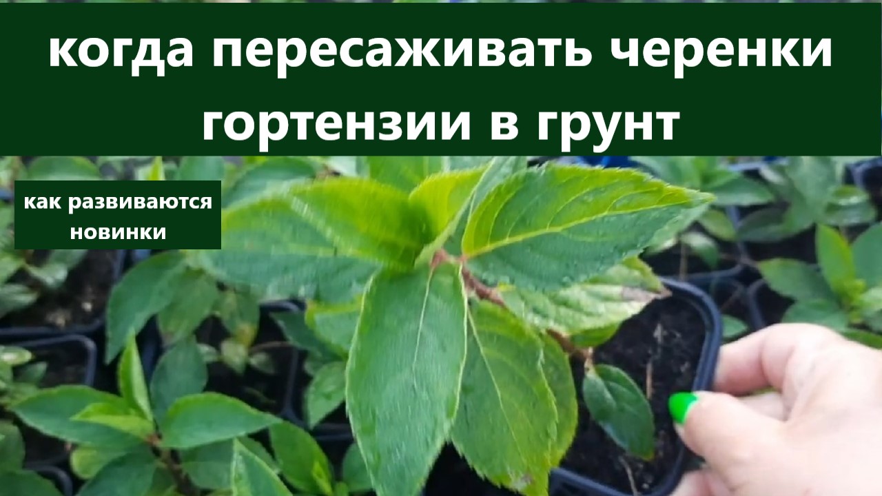 Гортензии. Как развиваются новинки. Когда пересаживать черенки в грунт. смотреть онлайн