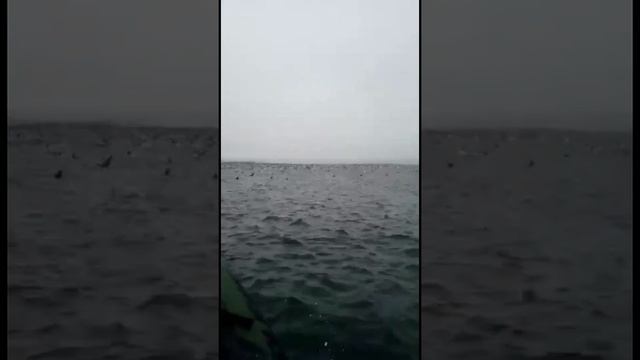 Тысячи молодых чаек удивили углегорских рыбаков (о. Сахалин, июнь 2020) смотреть онлайн