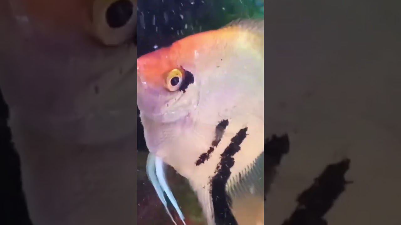 СКАЛЯРКА смотреть онлайн