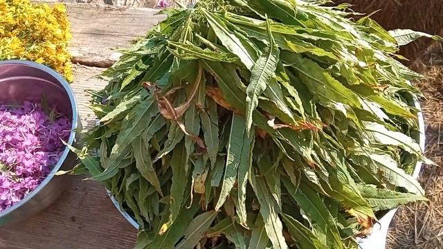 Ферментация иван-чая. Все очень просто!