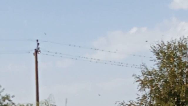 Ласточки готовятся к отлёту на юг смотреть онлайн