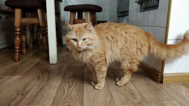 Как приготовить сморчки. Весенние грибы. Serhulya TV смотреть онлайн