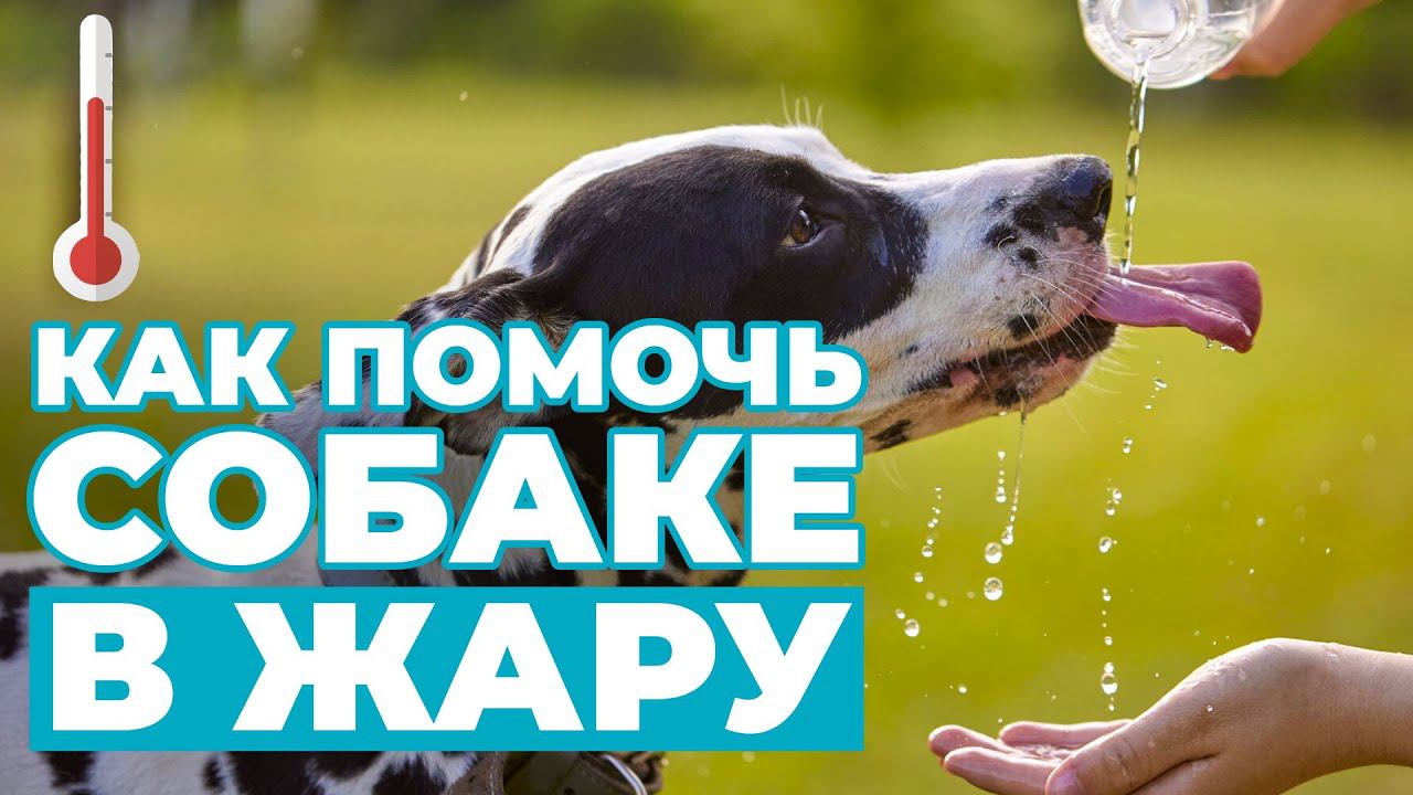 Что нельзя делать в жару с собакой❓ Советы и предостережения для заботливых хозяев❗️ смотреть онлайн