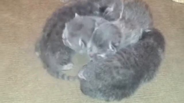 Котята   3 дня