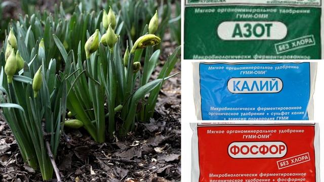 Подкормите этим все луковичные растения весной и цветение будет шикарным смотреть онлайн