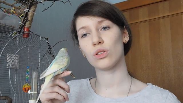 ГОВОРЯЩИЙ ПОПУГАЙ | КАК НАУЧИТЬ ПОПУГАЯ РАЗГОВАРИВАТЬ | КАКИЕ СЛОВА ЗНАЕТ КРОШИК смотреть онлайн