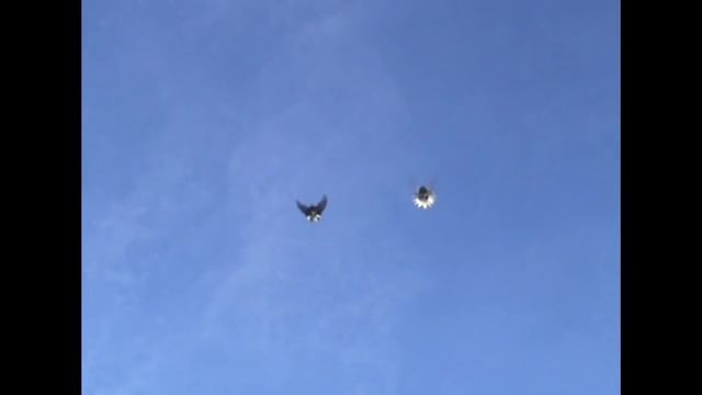 Голуби Геническа Николаенко С.А Зима смотреть онлайн