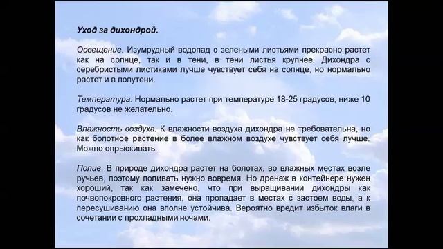 Дихондра серебристая смотреть онлайн