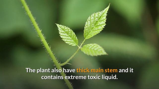 What are the 10 most dangerous plants on the planet? Trend It смотреть онлайн