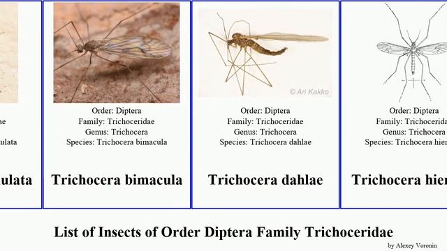 List of Insects of Order Diptera Family Trichoceridae trichocera major trichoptera annulata Winter смотреть онлайн