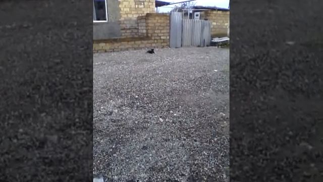 Метис овчарки и дворняги дворочарка смотреть онлайн