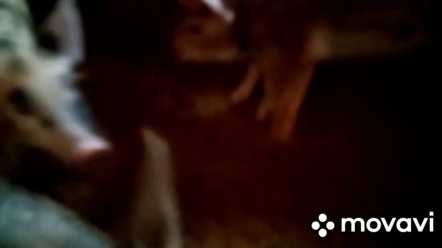 Я весёлый поросёнок. смотреть онлайн