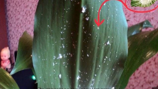 Спатифиллум — желтеют листья: причины и лечение смотреть онлайн