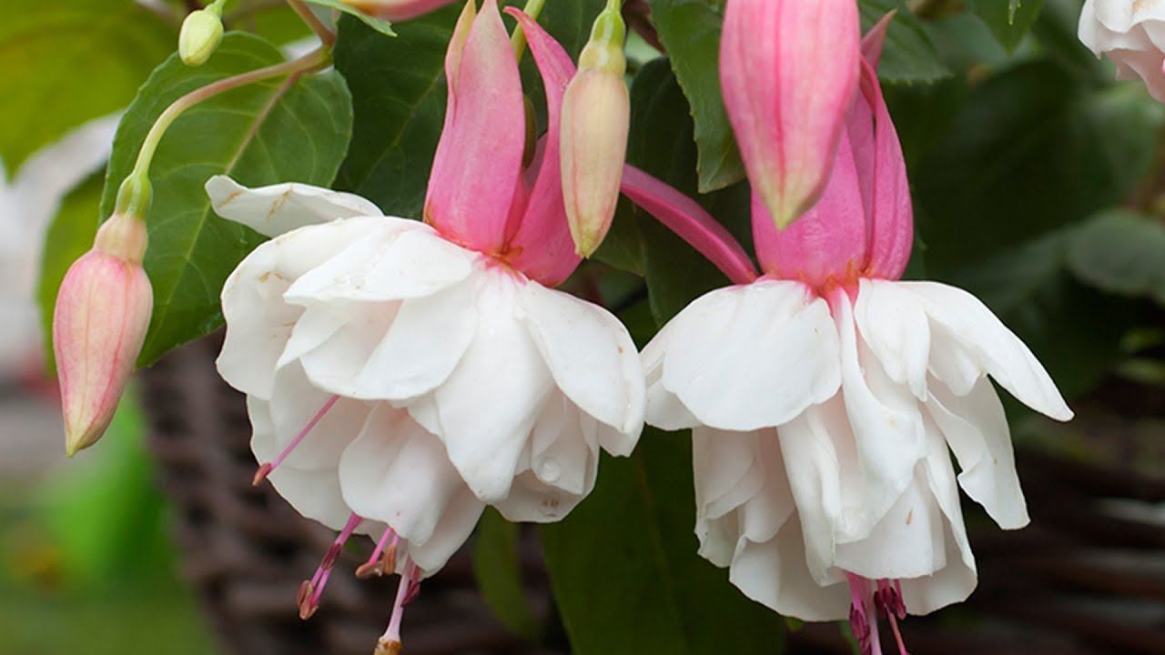 Комнатные фуксии в саду Фуксии на штамбе смотреть онлайн