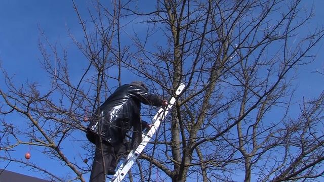 В центре города расцвело необычное дерево смотреть онлайн