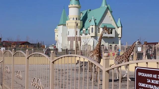 Зоопарк 12 месяцев - жирафы и зебры смотреть онлайн