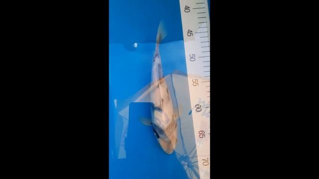 20220706 nr43 shiro utsuri смотреть онлайн