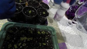 КОЛЕУС.РАССАДА.ПЕРВАЯ ПИКИРОВКА СЕЯНЦЕВ.