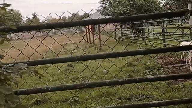 поиски карту кета в зоопарках смотреть онлайн