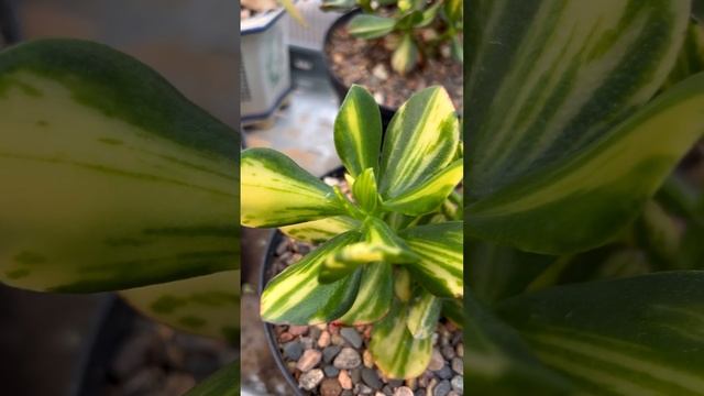 ВСТУПАЙТЕ В КРАССУЛА КЛУБ ВКОНТАКТЕ!