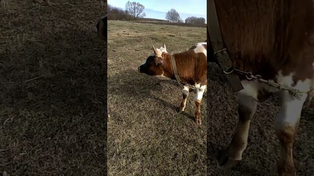 Наконец-то дождались весны!Скорее на волю.Хоть и нет травы,но в поле лучше,чем в сараи. смотреть онлайн