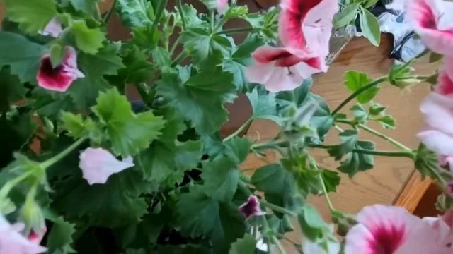 아파트 베란다에서 키우기 좋은 화초 아리스토달링 제라늄 смотреть онлайн