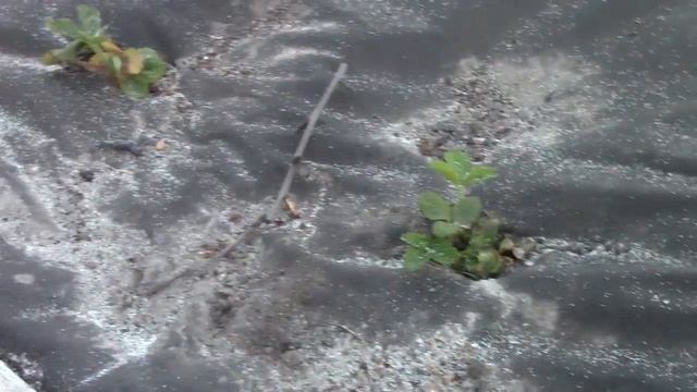 Альпийская земляника розовая мечта зацвела.Красота не передать смотреть онлайн