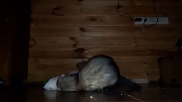 Случка вязка спаривания Хорька смотреть онлайн