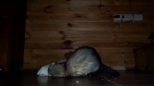 Случка вязка спаривания Хорька