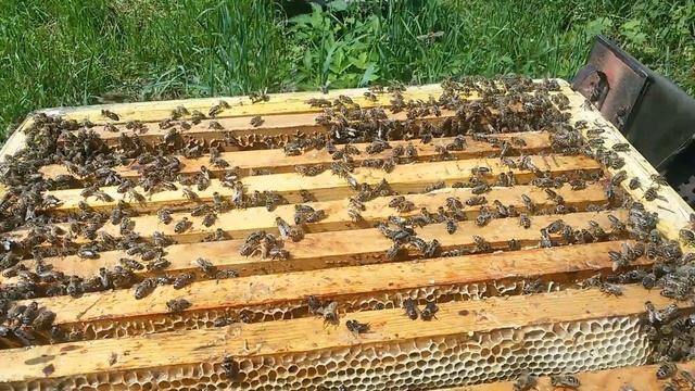 ураган уронил улей смотреть онлайн