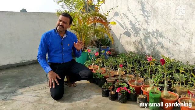 Visiting Bablu adenium in my small gardening@babluadenium смотреть онлайн