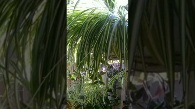 Полезные свойства 