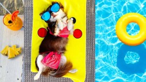 ЧУТЬ НЕ УТОНУЛА в отпуске! Ожидание и Реальность на МОРЕ!🌊🐕 Каникулы глазами собаки