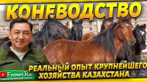 Как ведётся работа в хозяйстве над 10 000 поголовьем лошадей? Бауржан Оспанов.Коневодство Казахстана