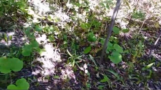 ПОДОСИНОВИКИ ИЛИ КРАСНОГОЛОВИКИ? ГДЕ СОБИРАЕМ? смотреть онлайн