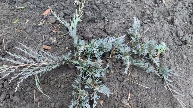 САДОВЫЙ СЕЗОН ОТКРЫТ! Весенняя уборка сада, открываю розы, мелкая пересадка, новые растения. смотреть онлайн