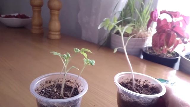 Томат Пиноккио от Уральского Дачника. Не повторяйте моей ошибки! смотреть онлайн