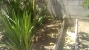 Lemon Tree Gladiolas