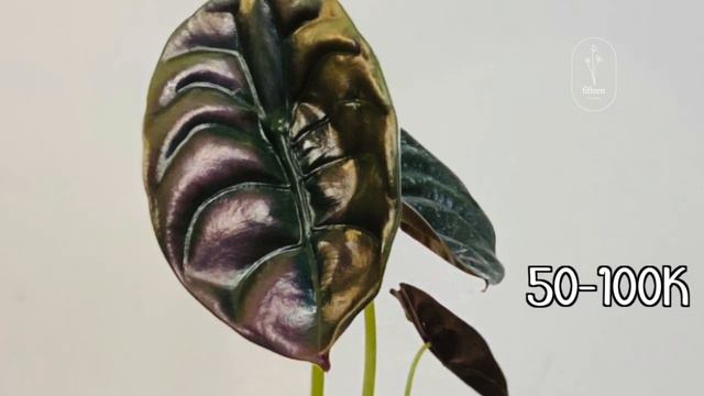 10 Prediksi Tanaman Hias Naik Daun Pada Bulan Ramadhan 2022 смотреть онлайн