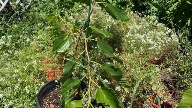 Tropical Fruit And Jabuticaba Update