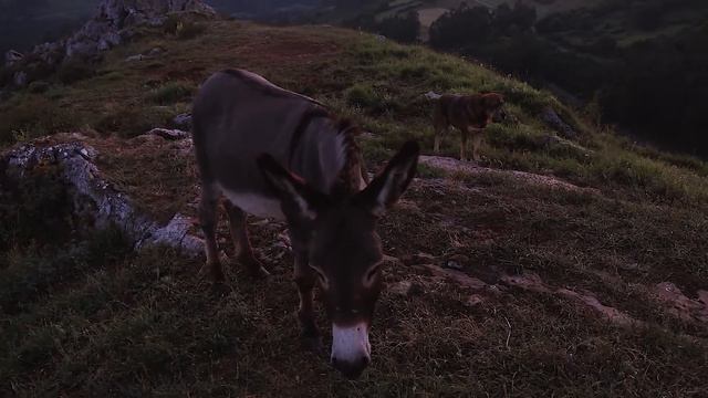 INTERESTING FACTS ABOUT DONKEYS! смотреть онлайн