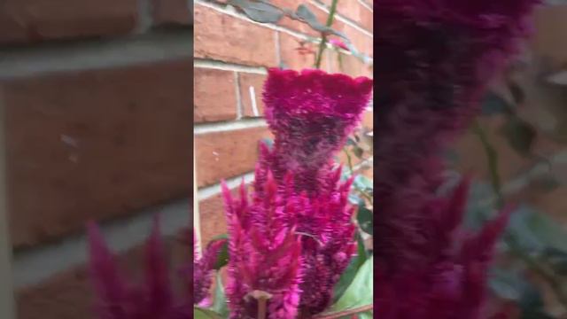 Flor de terciopelo смотреть онлайн